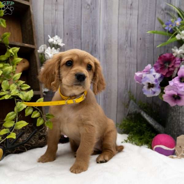 Stefani, Miniature Golden Retriever Puppy